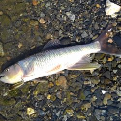 ベイトフィネスでハス釣り